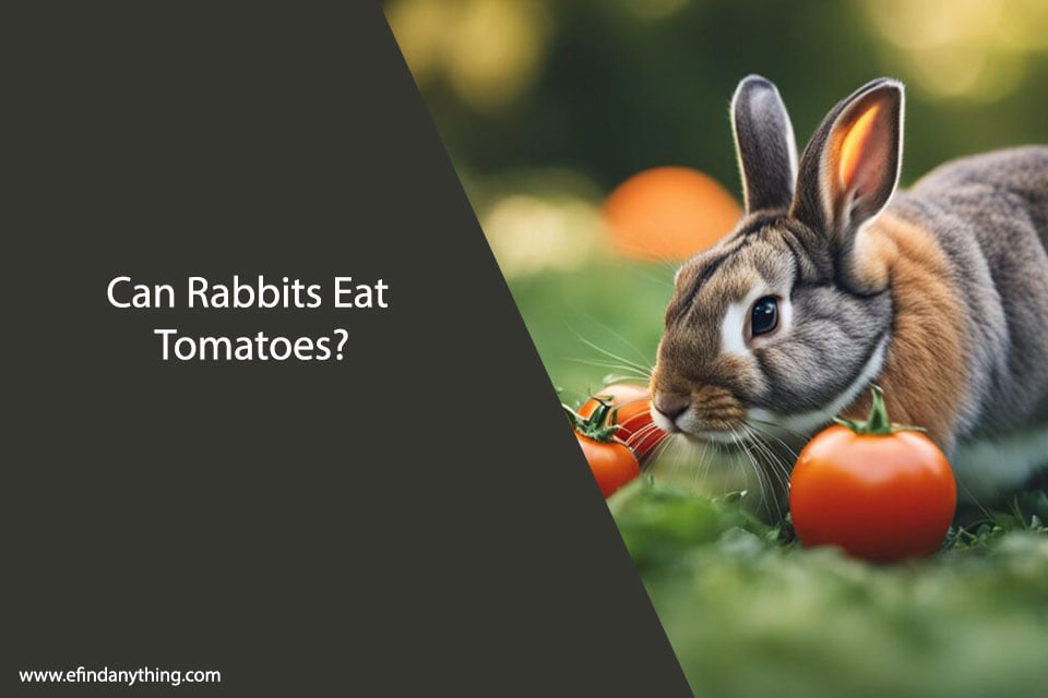 Can Rabbits Eat Tomatoes? A comprehensive guide