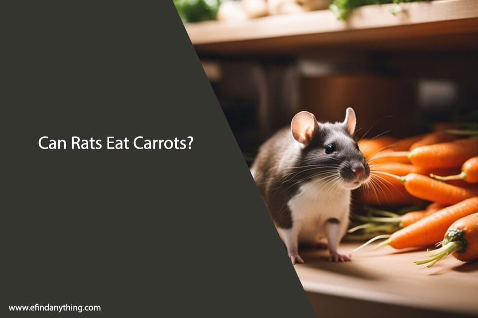 Can Rats Eat Carrots? A Comprehensive Guide