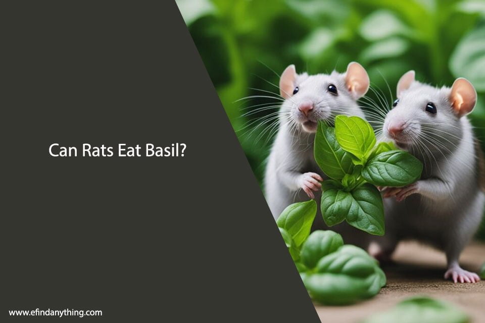 Can Rats Eat Basil? A Comprehensive Guide