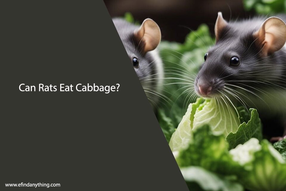 Can Rats Eat Cabbage? A Comprehensive Guide