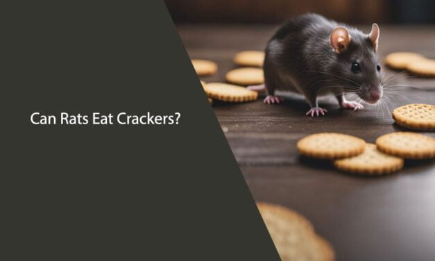 Can Rats Eat Crackers?