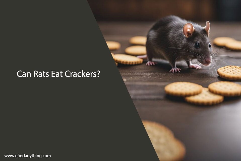 Can Rats Eat Crackers?