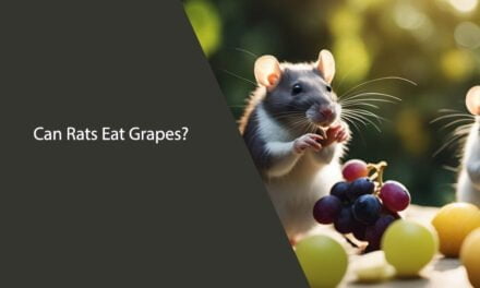 Can Rats Eat Grapes? A Comprehensive Guide