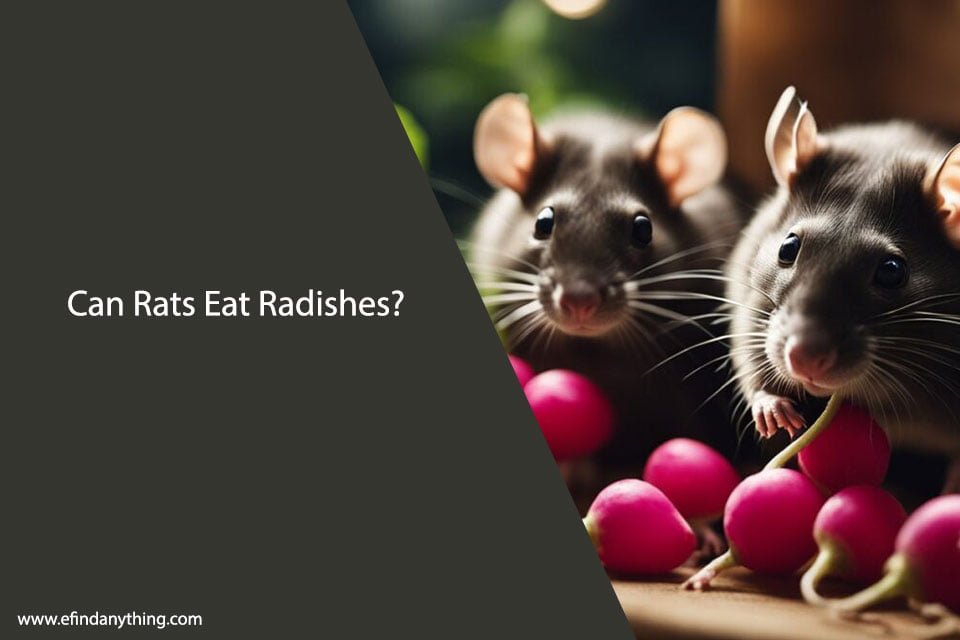 Can Rats Eat Radishes? A Comprehensive Guide