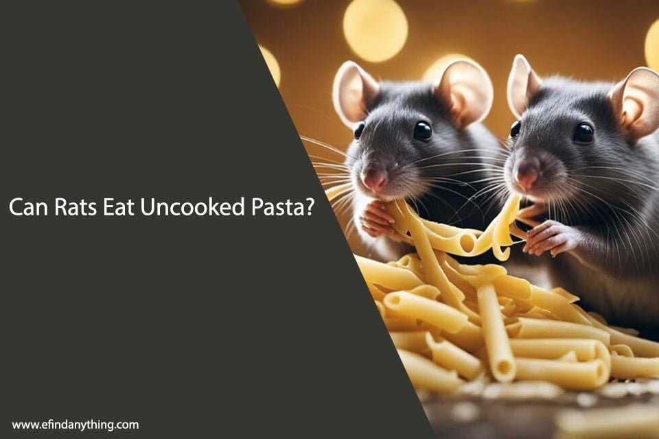 Can Rats Eat Uncooked Pasta?