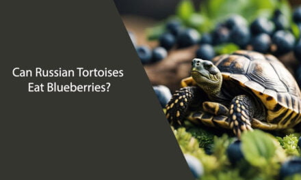 Can Russian Tortoises Eat Blueberries?