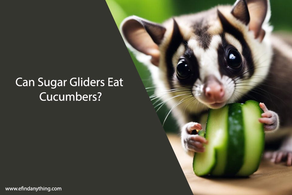 Can Sugar Gliders Eat Cucumbers?