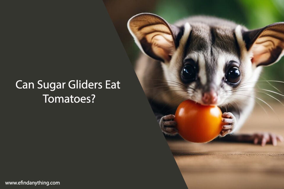 Can Sugar Gliders Eat Tomatoes?