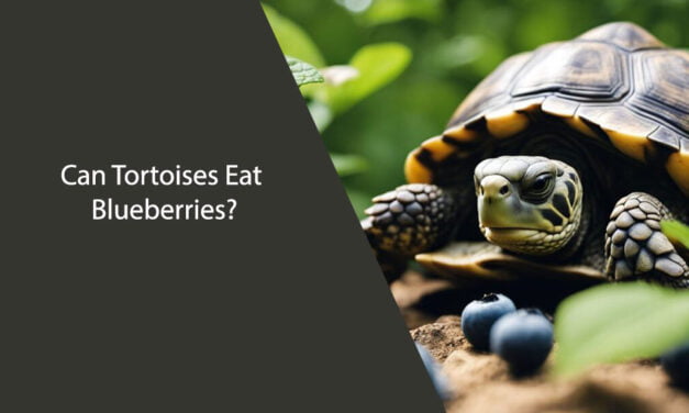 Can Tortoises Eat Blueberries?