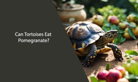 Can Tortoises Eat Pomegranate?