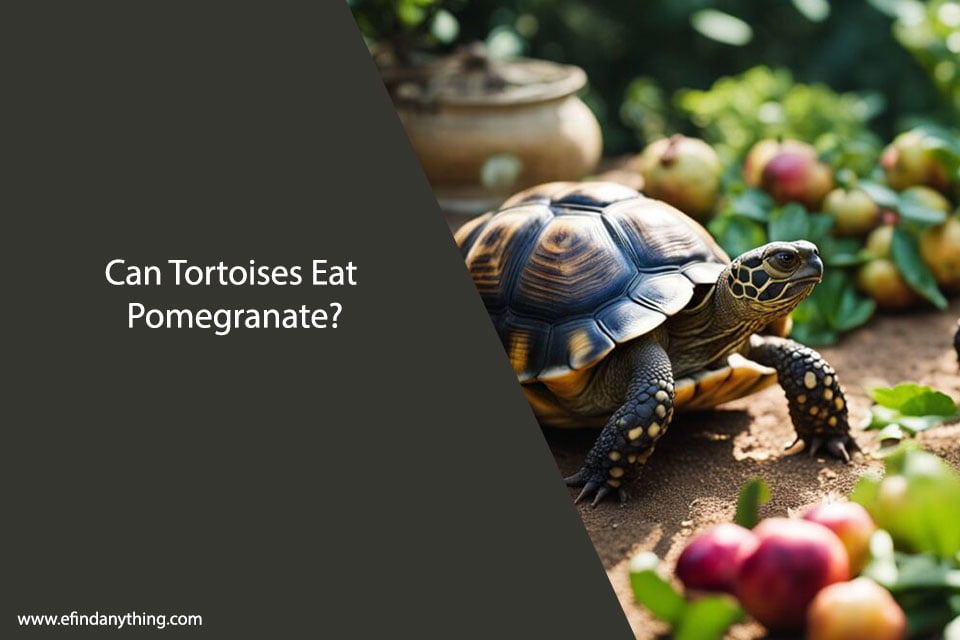 Can Tortoises Eat Pomegranate?