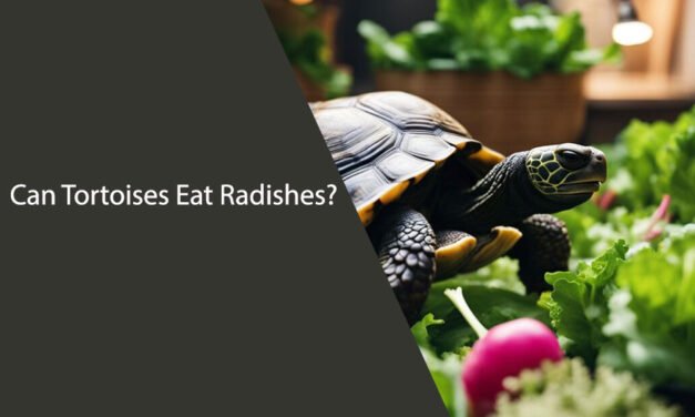 Can Tortoises Eat Radishes?