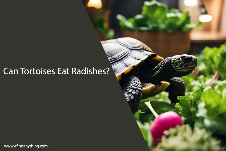 Can Tortoises Eat Radishes?