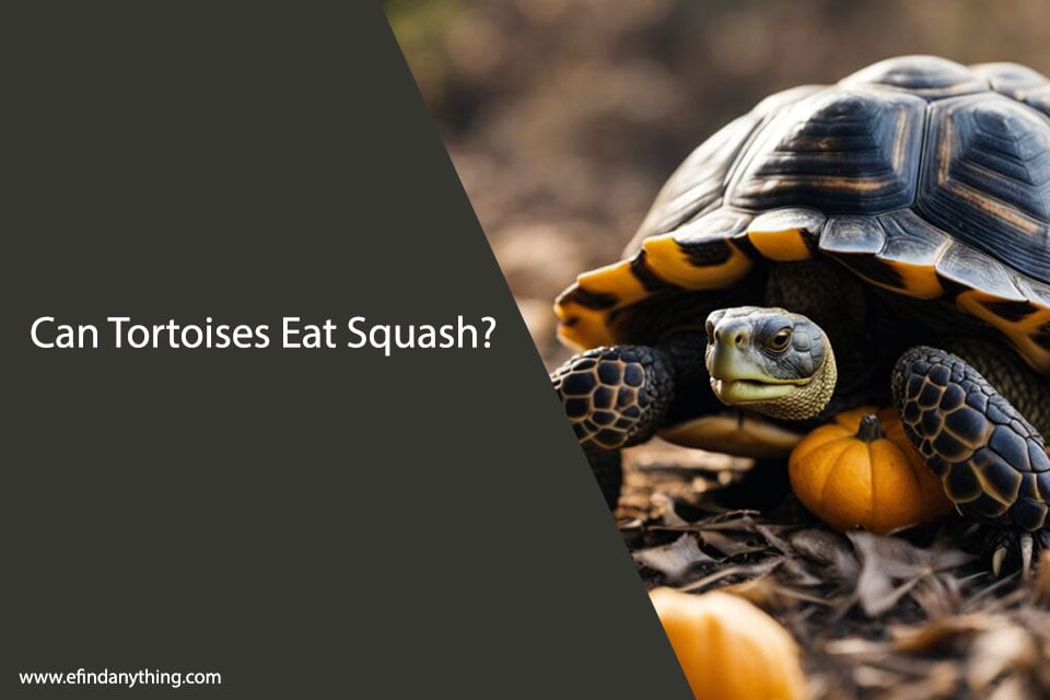 Can Tortoises Eat Squash? A Comprehensive Guide