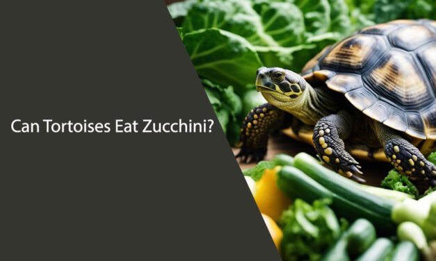 Can Tortoises Eat Zucchini?