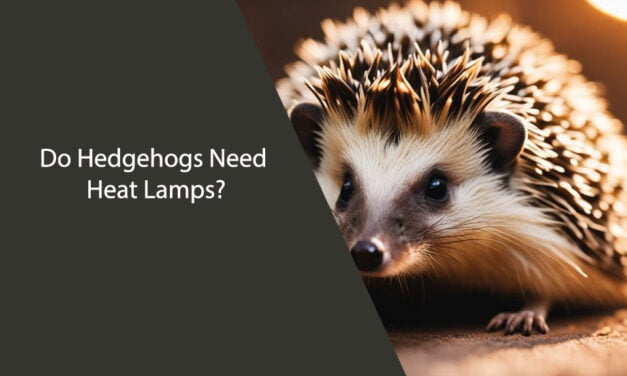 Do Hedgehogs Need Heat Lamps?