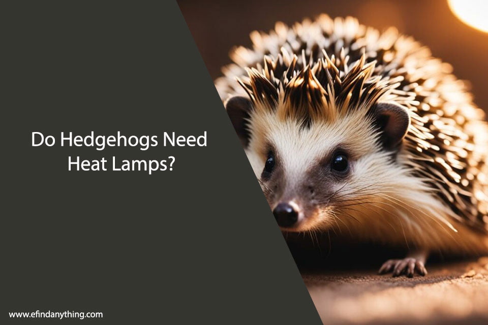 Do Hedgehogs Need Heat Lamps?