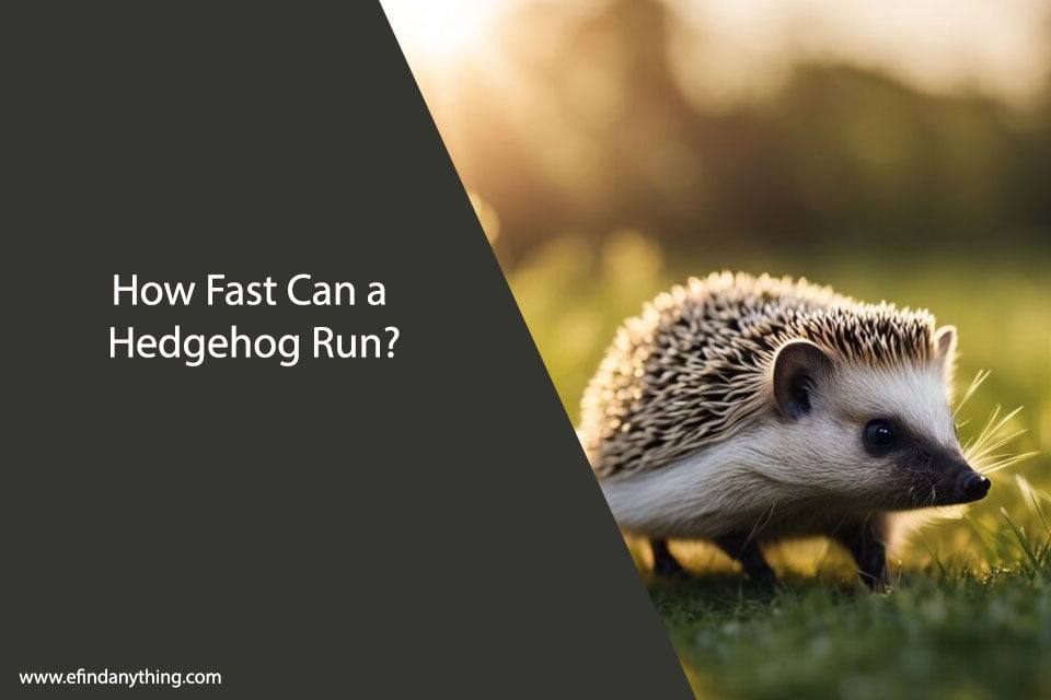 How Fast Can a Hedgehog Run?