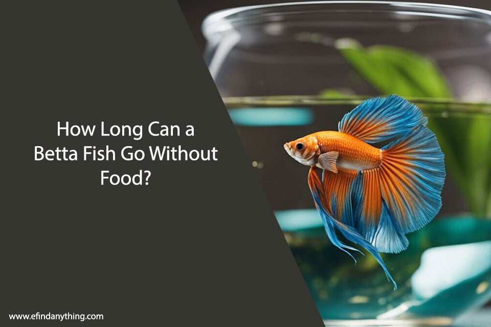 How Long Can a Betta Fish Go Without Food?