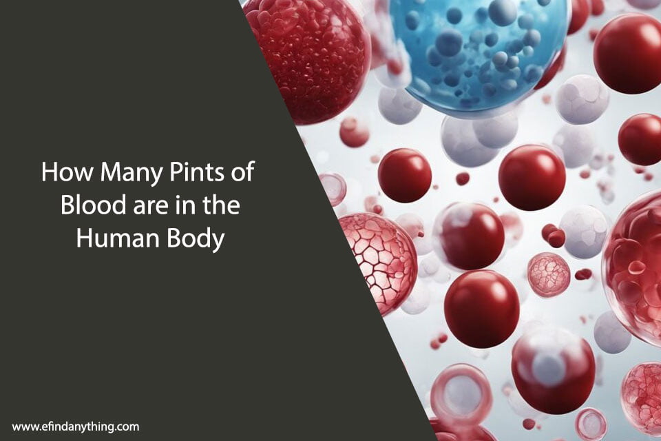 How Many Pints of Blood are in the Human Body