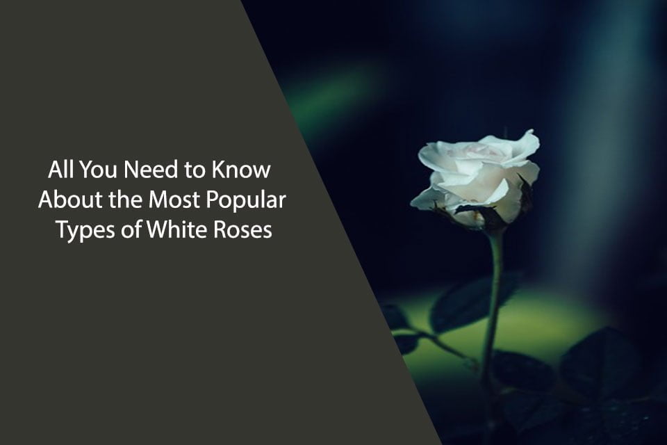 All You Need to Know About the Most Popular Types of White Roses