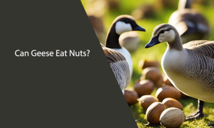 Can Geese Eat Nuts?