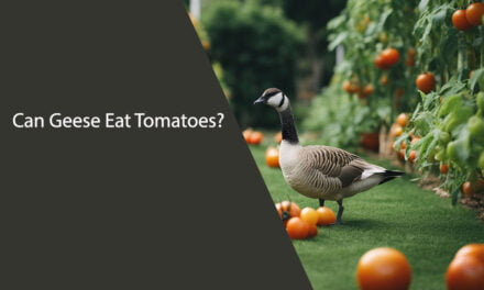 Can Geese Eat Tomatoes?