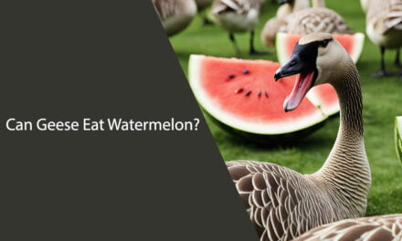 Can Geese Eat Watermelon?