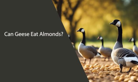 Can Geese Eat Almonds?