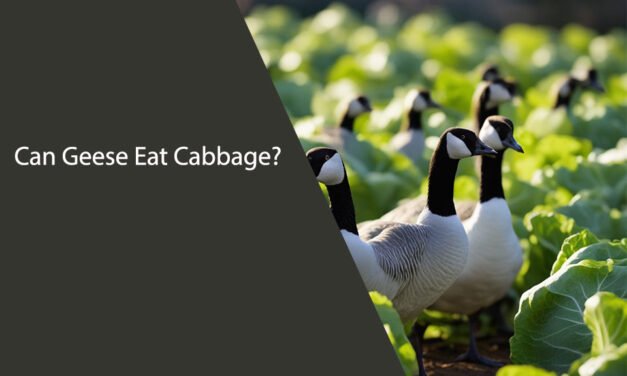 Can Geese Eat Cabbage?