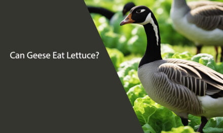 Can Geese Eat Lettuce?