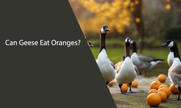 Can Geese Eat Oranges?