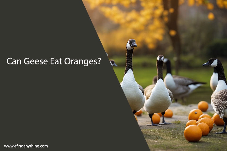 Can Geese Eat Oranges?