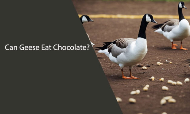 Can Geese Eat Chocolate?