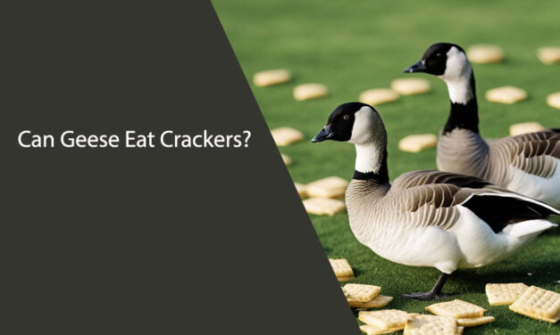 Can Geese Eat Crackers?