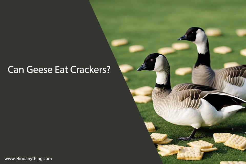 Can Geese Eat Crackers? A Comprehensive Guide