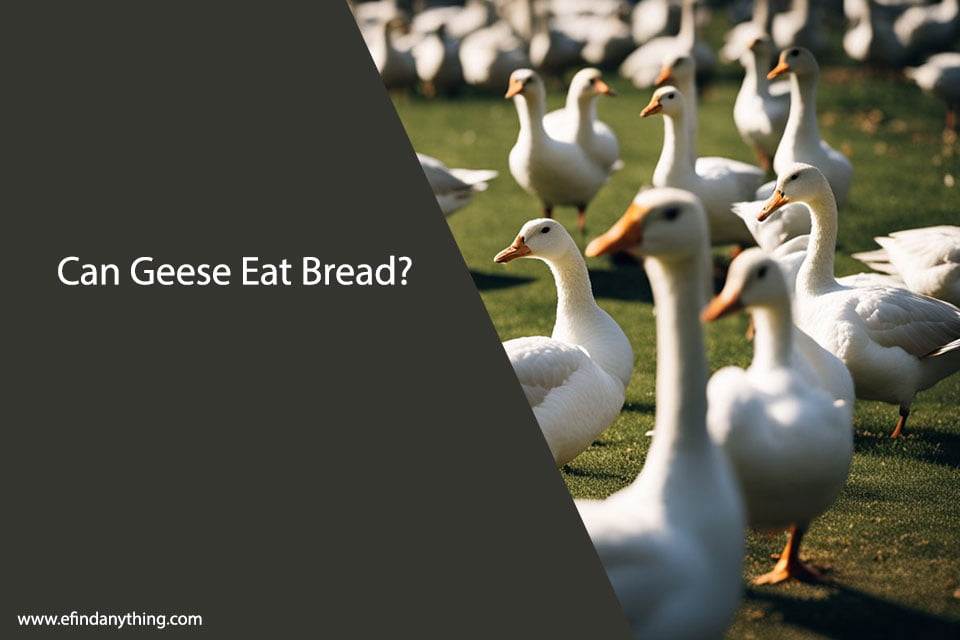 Can Geese Eat Bread?