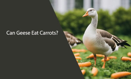 Can Geese Eat Carrots?