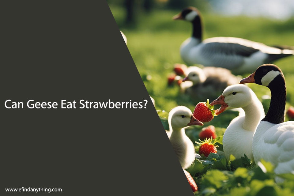 Can Geese Eat Strawberries? | A Comprehensive Guide