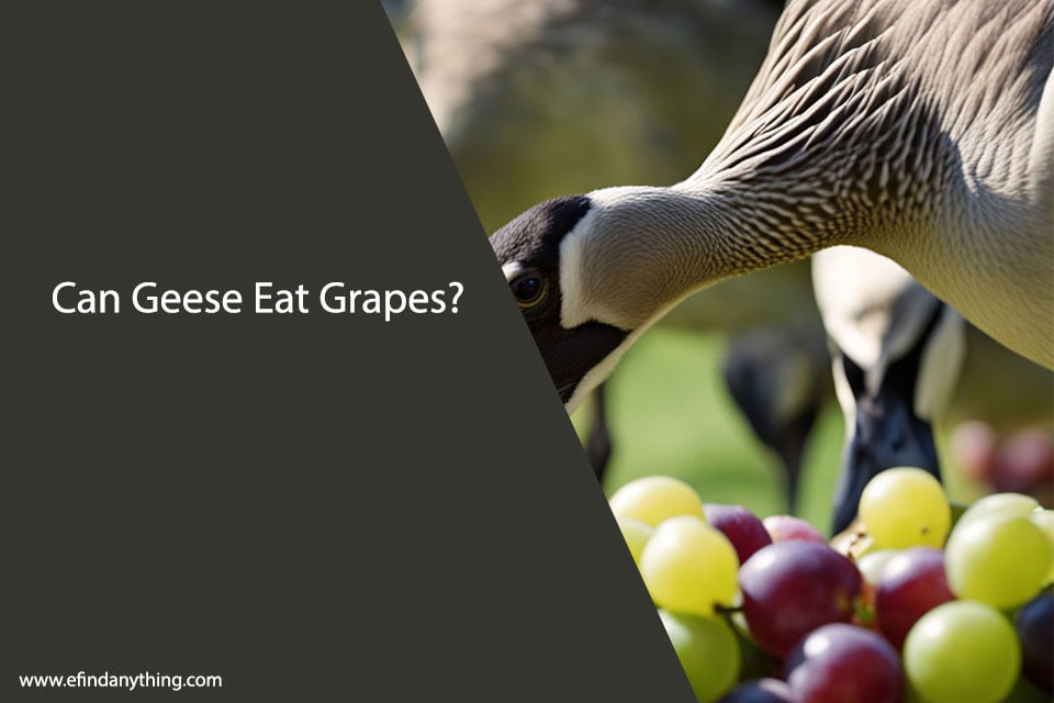 Can Geese Eat Grapes?