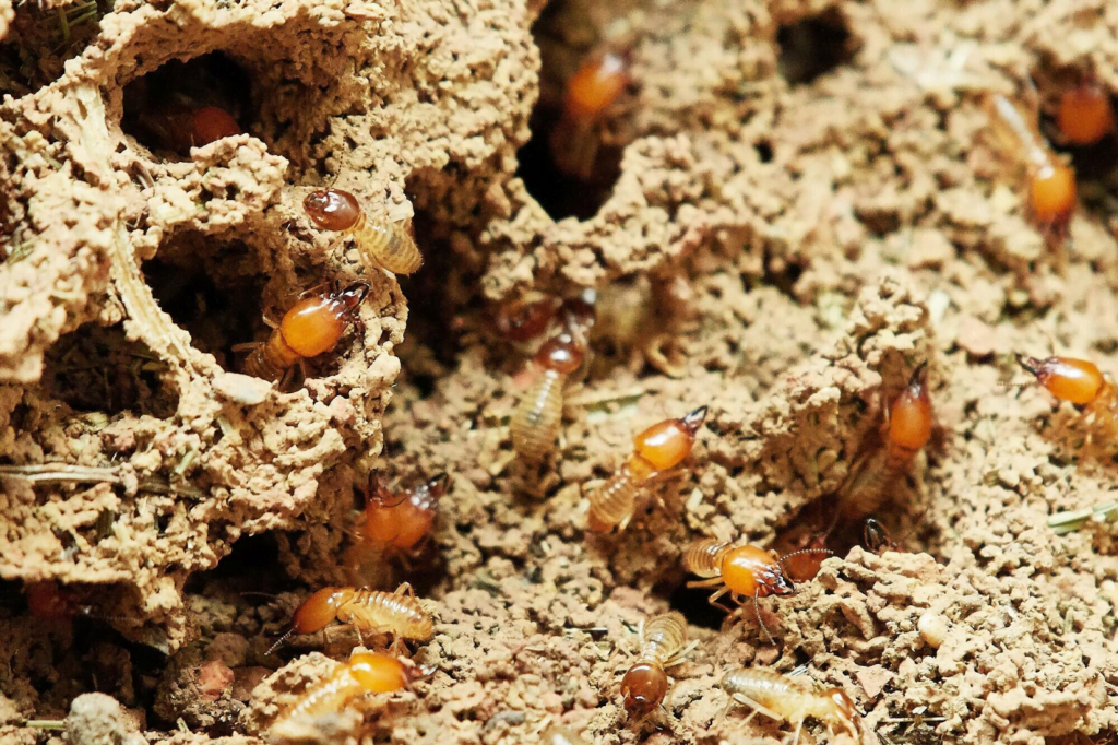 How Does Termite Spot Treatment Work