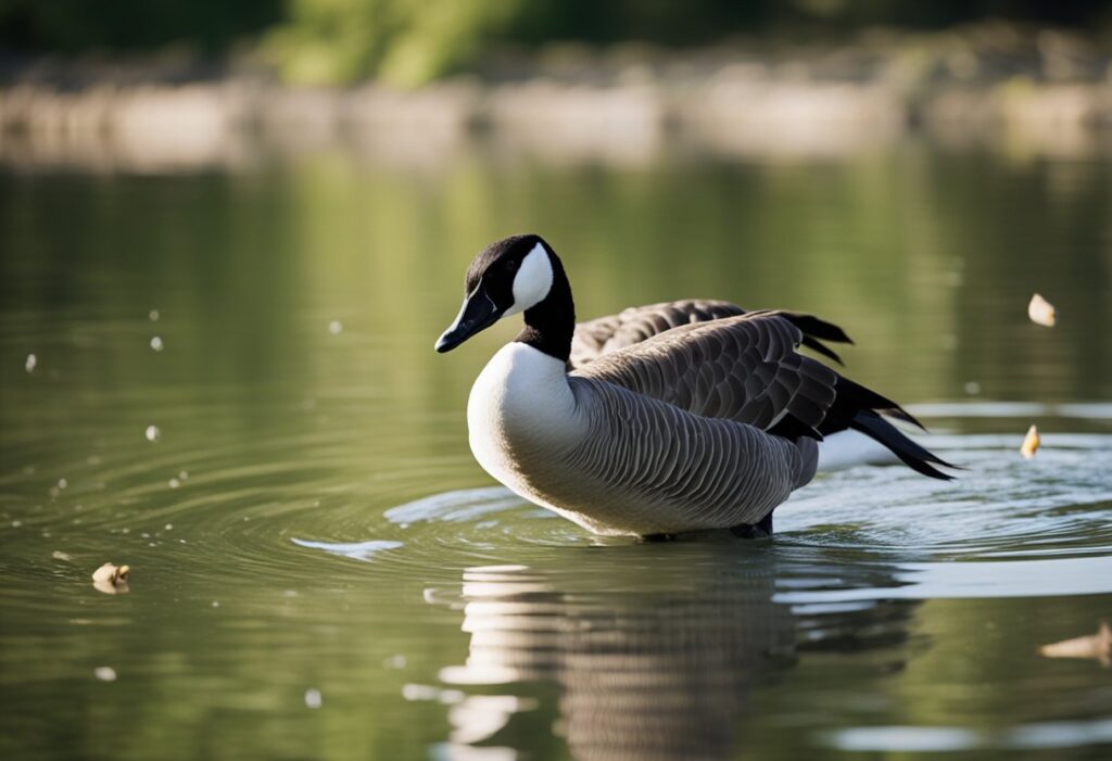 Can Canadian Geese Eat Fish