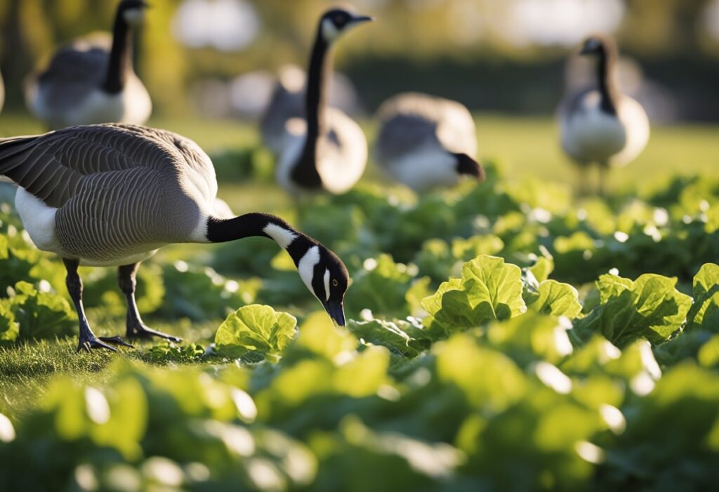 Can Canadian Geese Eat Lettuce