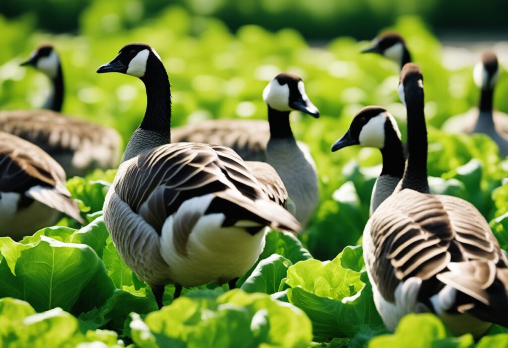 Can Canadian Geese Eat Lettuce