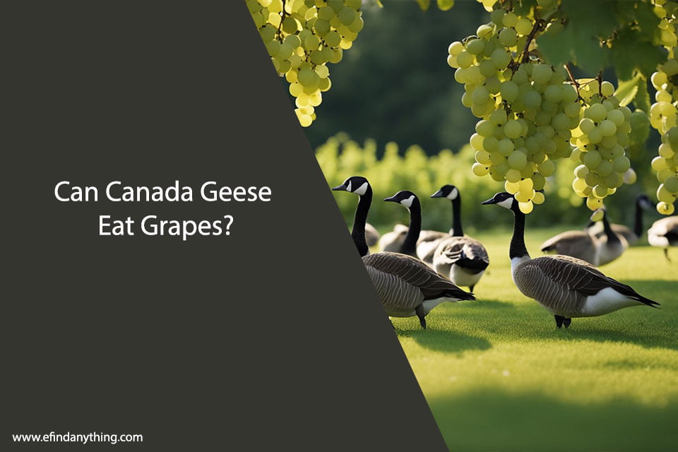 Can Canada Geese Eat Grapes?