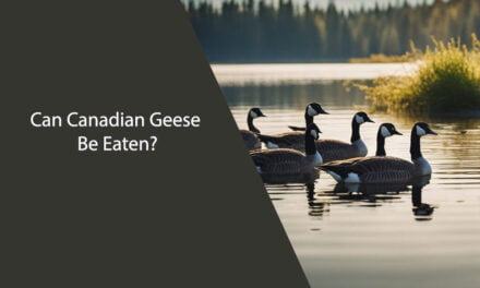 Can Canadian Geese Be Eaten?