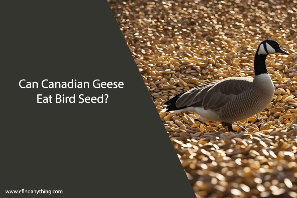 Can Canadian Geese Eat Bird Seed?