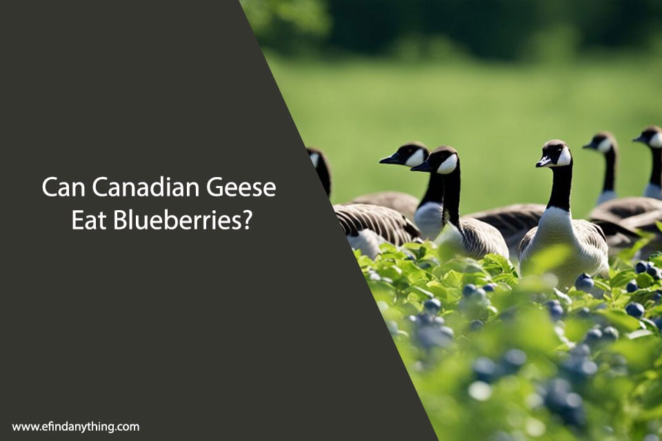 Can Canadian Geese Eat Blueberries?