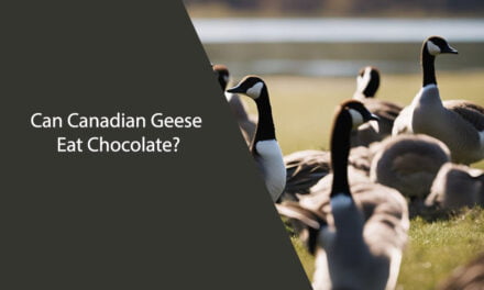 Can Canadian Geese Eat Chocolate?