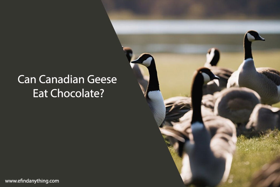 Can Canadian Geese Eat Chocolate?